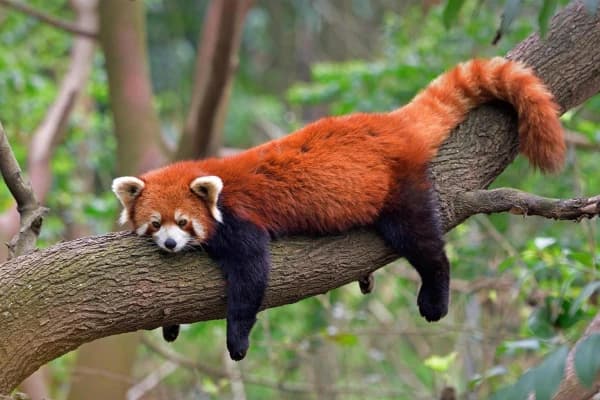 Animals that live on Mount Everest