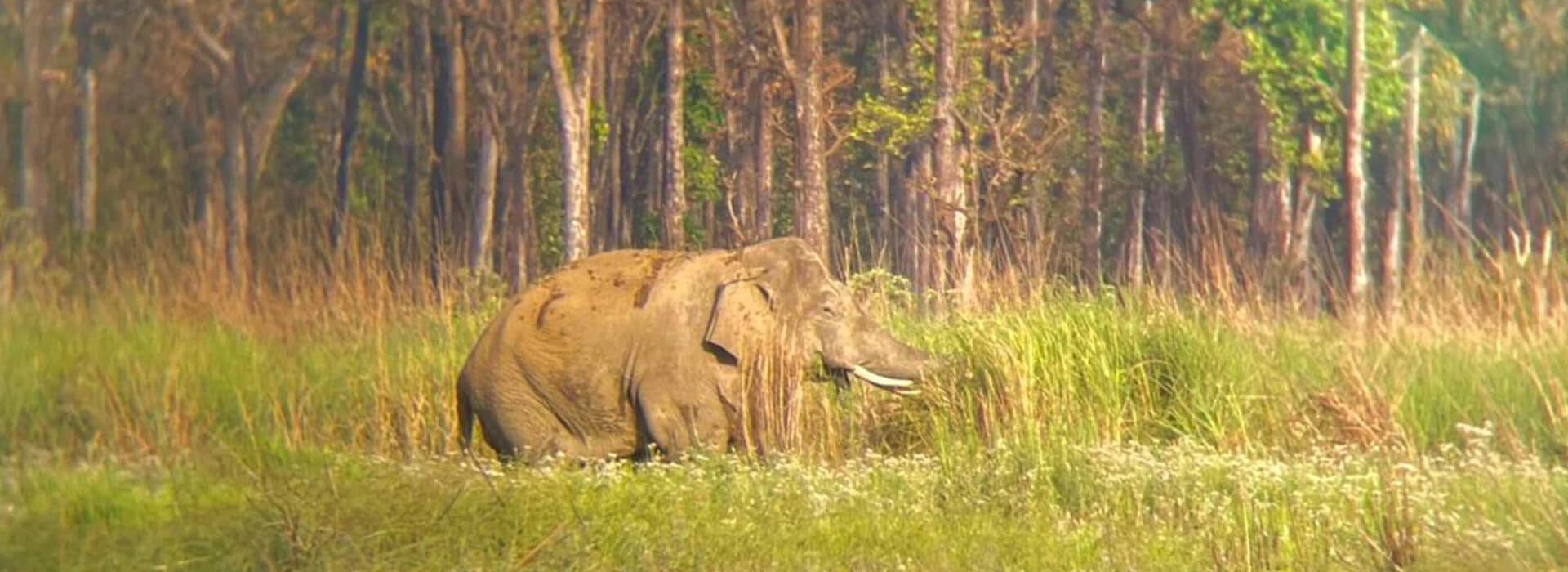 Bardiya National Park Tour - 4 Days