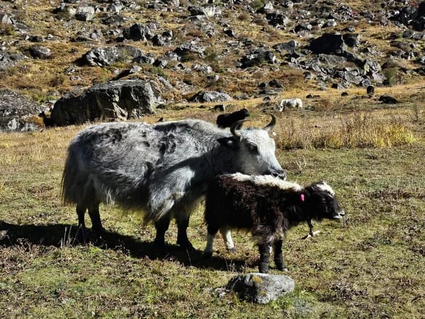 Langtang Valley Trekking Yak Herd