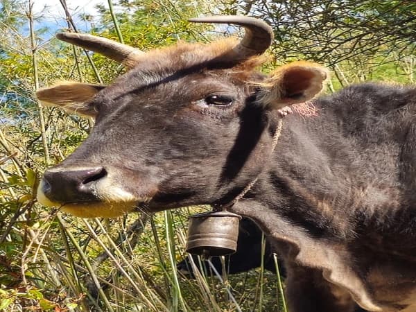 Manaslu Hiking Trail