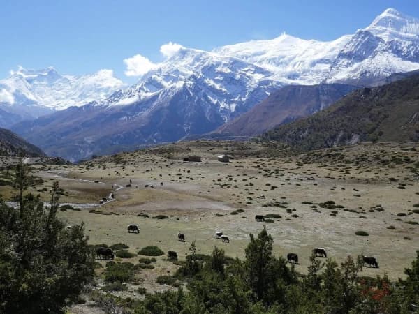 Picture Of Yak Karkha